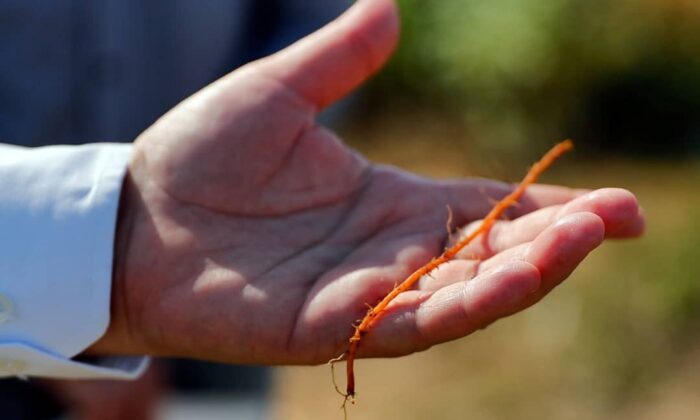 Edirne Kırmızısı kök salıyor