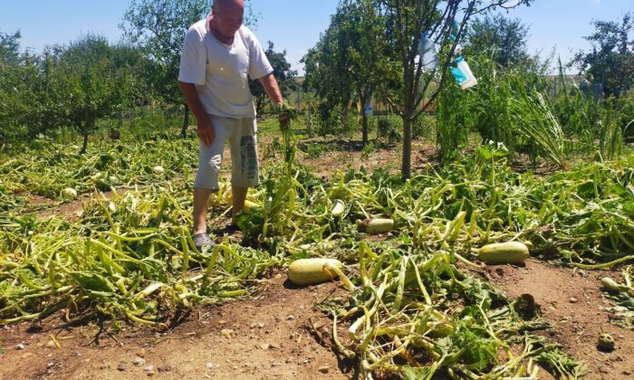 Edirne’de sağanak ve dolu tarım alanlarına zarar verdi