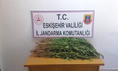 Ekili vaziyette bin 100 kök kenevir ele geçirildi