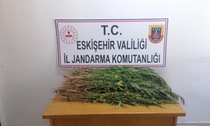 Ekili vaziyette bin 100 kök kenevir ele geçirildi