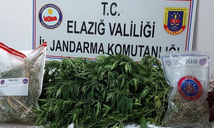 Elazığ’da kaçak kenevir eken şüpheli yakalandı