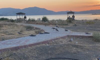 Elazığ’ın incisinde korkutan martı ölümleri