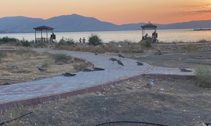 Elazığ’ın incisinde korkutan martı ölümleri