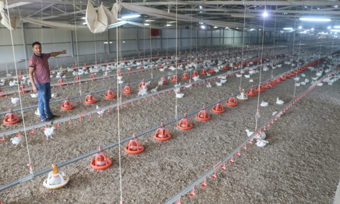 Elektrik kesintileri binlerce tavuğun telef olmasına neden oldu