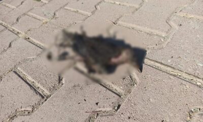 Elektrik tellerine takılan güvercin yangına neden oldu