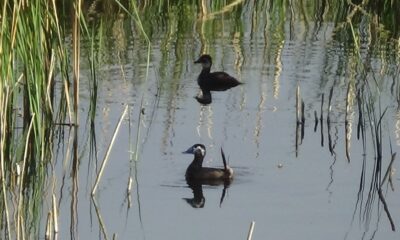 Erçek Gölü’nün müdavimleri dikkuyruklar