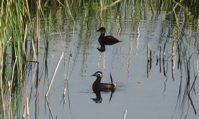 Erçek Gölü’nün müdavimleri dikkuyruklar