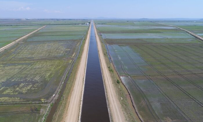 Ergene Ovasında çeltik üretimi ekonomiye katkı sağlanıyor