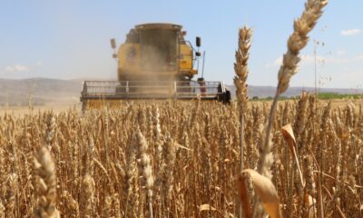Eskişehir’de başlayan buğday hasadı beklentiyi karşılamadı