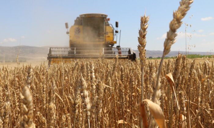 Eskişehir’de başlayan buğday hasadı beklentiyi karşılamadı