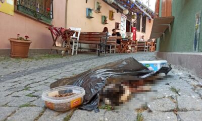 Eskişehir’de kedi vahşeti