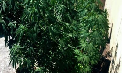 Evinin çatısını uyuşturucu tarlasına çevirdi, yakalandı