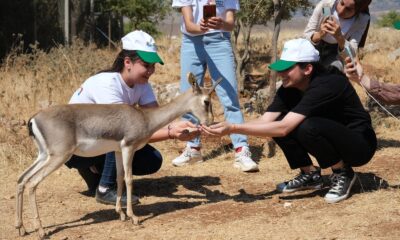 “Expo 2021 Hatay”ın maskotu: Dağ ceylanları