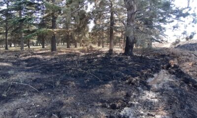 Fabrika bahçesinde çıkan yangında çam ağaçları zarar gördü