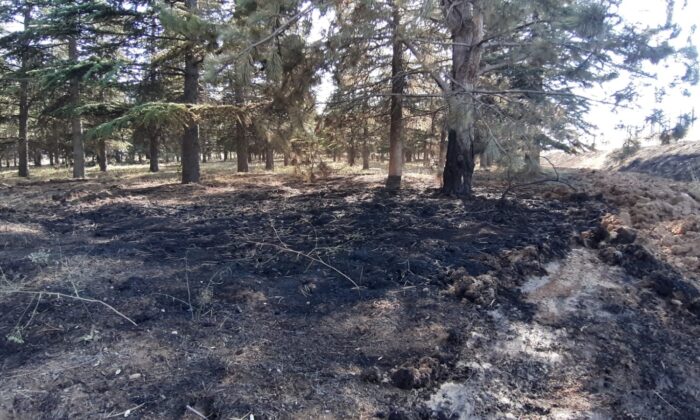Fabrika bahçesinde çıkan yangında çam ağaçları zarar gördü