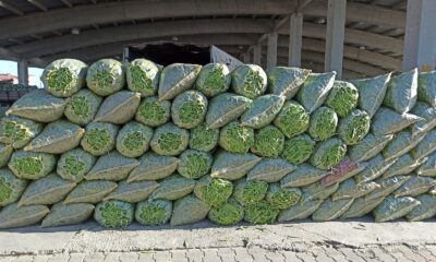 Fasulye fiyatı ile hem üreticisinin hem de esnafın yüzünü güldürmeye başladı