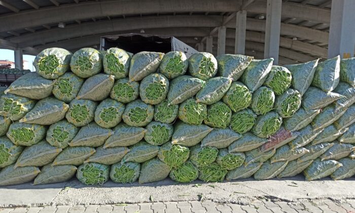 Fasulye fiyatı ile hem üreticisinin hem de esnafın yüzünü güldürmeye başladı