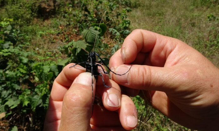 Fındığın kanseri ’Drakula’ya karşı mantarlı mücadele başlatılacak