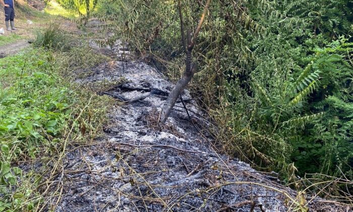 Fındık bahçesinde çıkan yangın korkuttu