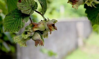 Fındık hasat tarihleri açıklandı