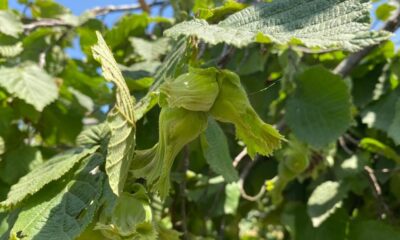 Fındık ihracatından 1,76 milyar dolar gelir