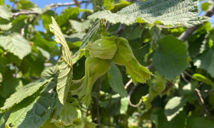 Fındık ihracatından 1,76 milyar dolar gelir