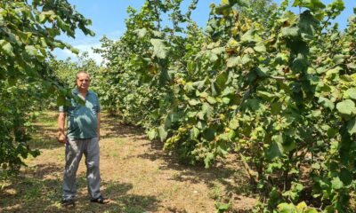 Fındık üreticisi 27 TL taban fiyat ve erken açıklama bekliyor