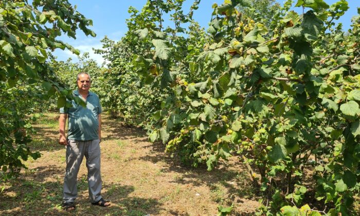 Fındık üreticisi 27 TL taban fiyat ve erken açıklama bekliyor