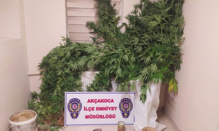 Fındıklık alanında kenevir yakalandı