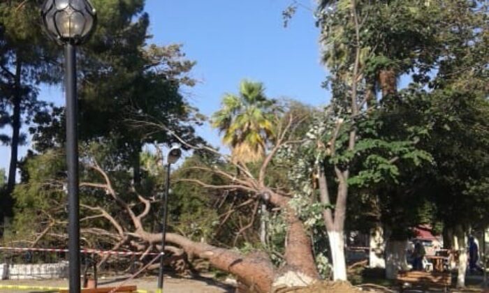 Fırtına koskoca ağaçları kökünden söktü