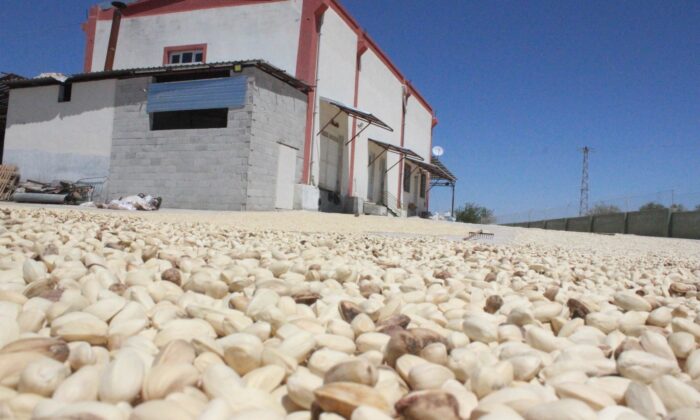 Fıstıklar ayıklanmaya başlandı