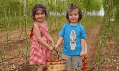 Gazi şehrin minik elleri sebze hasadı yaptı