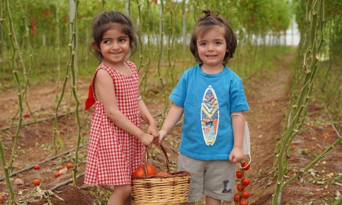 Gazi şehrin minik elleri sebze hasadı yaptı