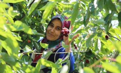 Geç hasat kiraz, dünyanın dört bir yanında rağbet görüyor