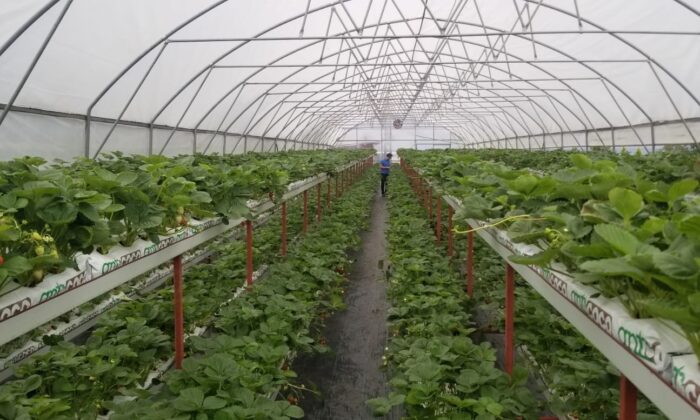 Giresun’da yürütülen tarımsal projeler yüz güldürüyor