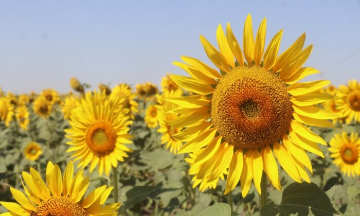 Gündöndüler Tekirdağ’ı sarıya boyadı