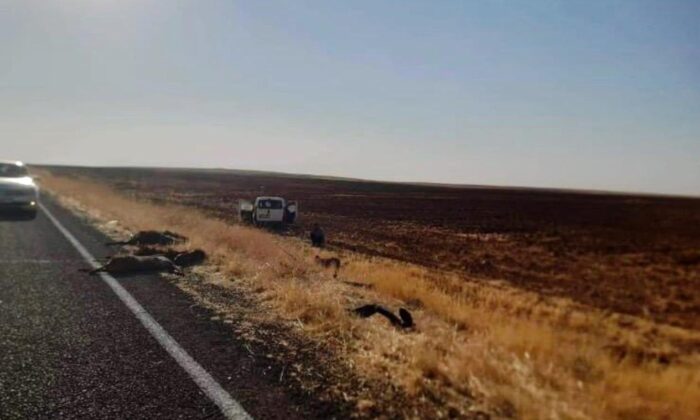 Hafif ticari aracın çarptığı 10 keçi telef oldu