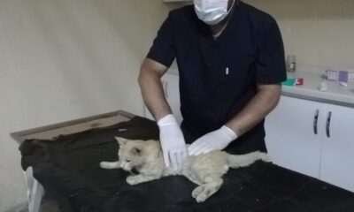 Hakkari’de darp edilen kedi kurtarıldı