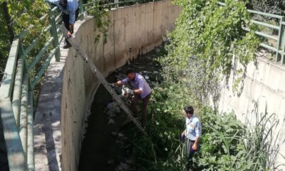 Hakkari’de dere yatağına düşen kedi kurtarıldı