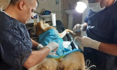 Hakkari’de sokak hayvanlarını kısırlaştırma çalışması