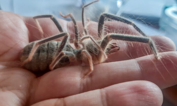 Hakkari’de yeni böğü böceği türü keşfedildi