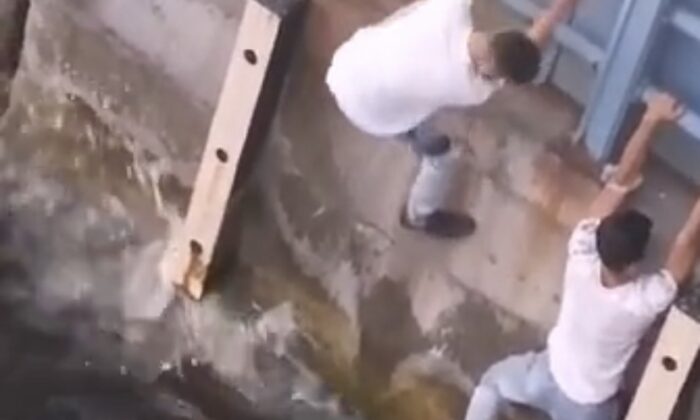 Haliç’e düşen yavru kediyi denizden ayaklarıyla kurtardılar