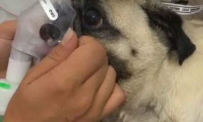 Hastanede hava verilen yavru köpek kurtarılamadı