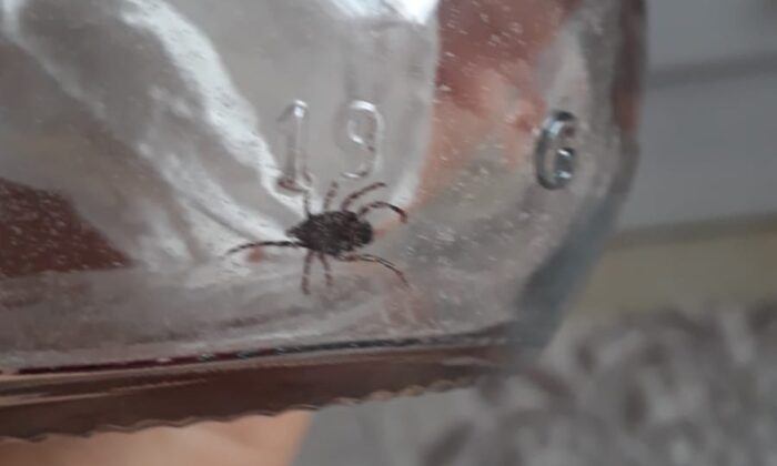 Hastaneye kavanoza koydukları keneyle gittiler