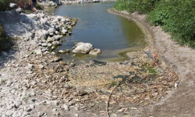 Hatay’da balık ölümleri