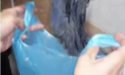 Havalandırma boşluğunda mahsur kalan yavru kargalar kurtarıldı