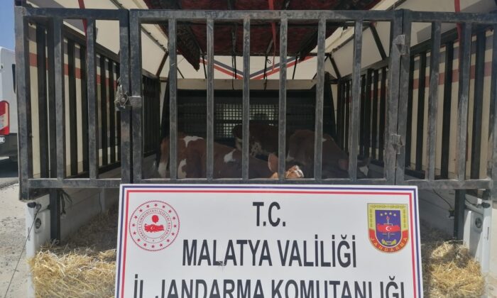 Hayvan hırsızları jandarmadan kaçamadı: 2 gözaltı