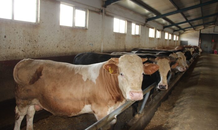 Hayvan pazarının gözdesi tonluk boğalar