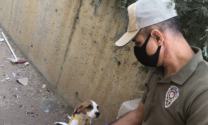 Hayvana eziyete 123 bin 470 lira para cezası