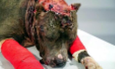 Hayvanlara işkence yapanlara ceza yağdı